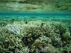 snorkling coral gardens tongatapu  by Trevor Byett 